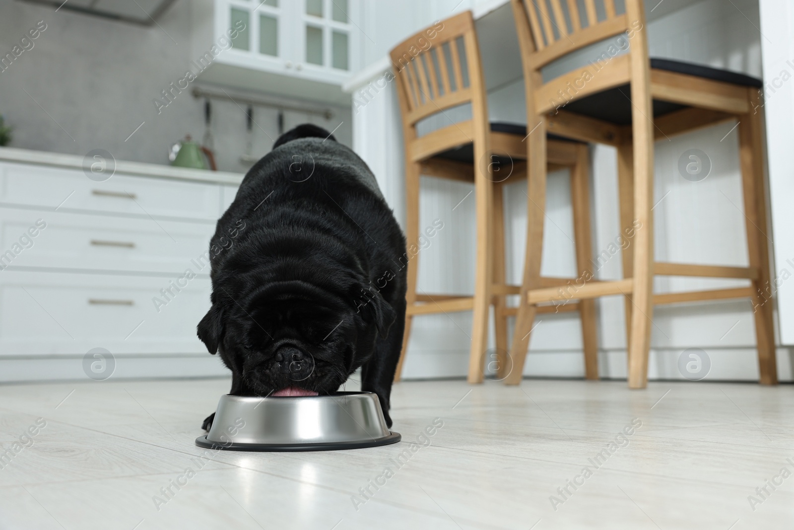 Photo of Cute Pug dog eating from metal bowl in kitchen, space for text