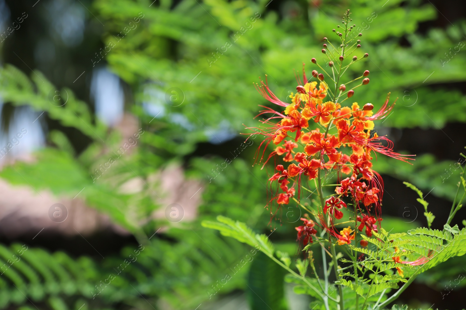 Photo of Green shrub with blossoming flowers at tropical resort on sunny day