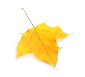 Photo of Beautiful autumn leaf on white background. Fall foliage