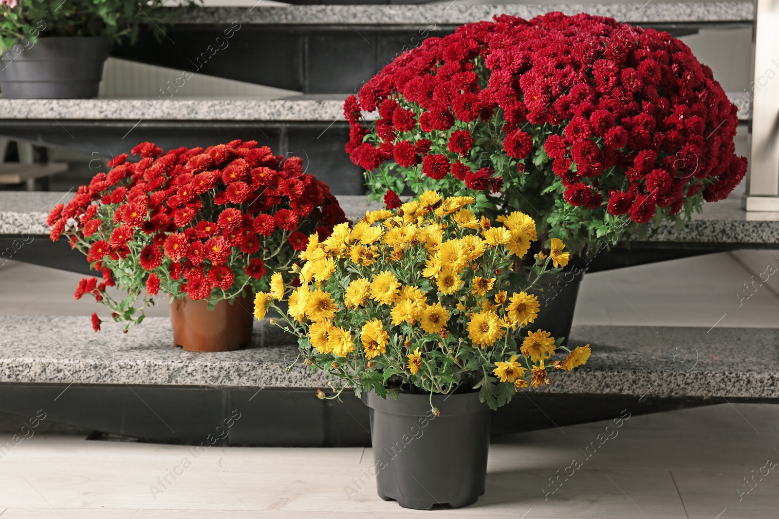 Photo of Beautiful composition with chrysanthemum flowers on stone stairs indoors