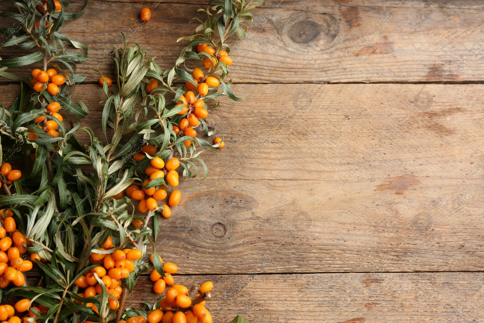 Photo of Branches of sea buckthorn on wooden table, flat lay. Space for text