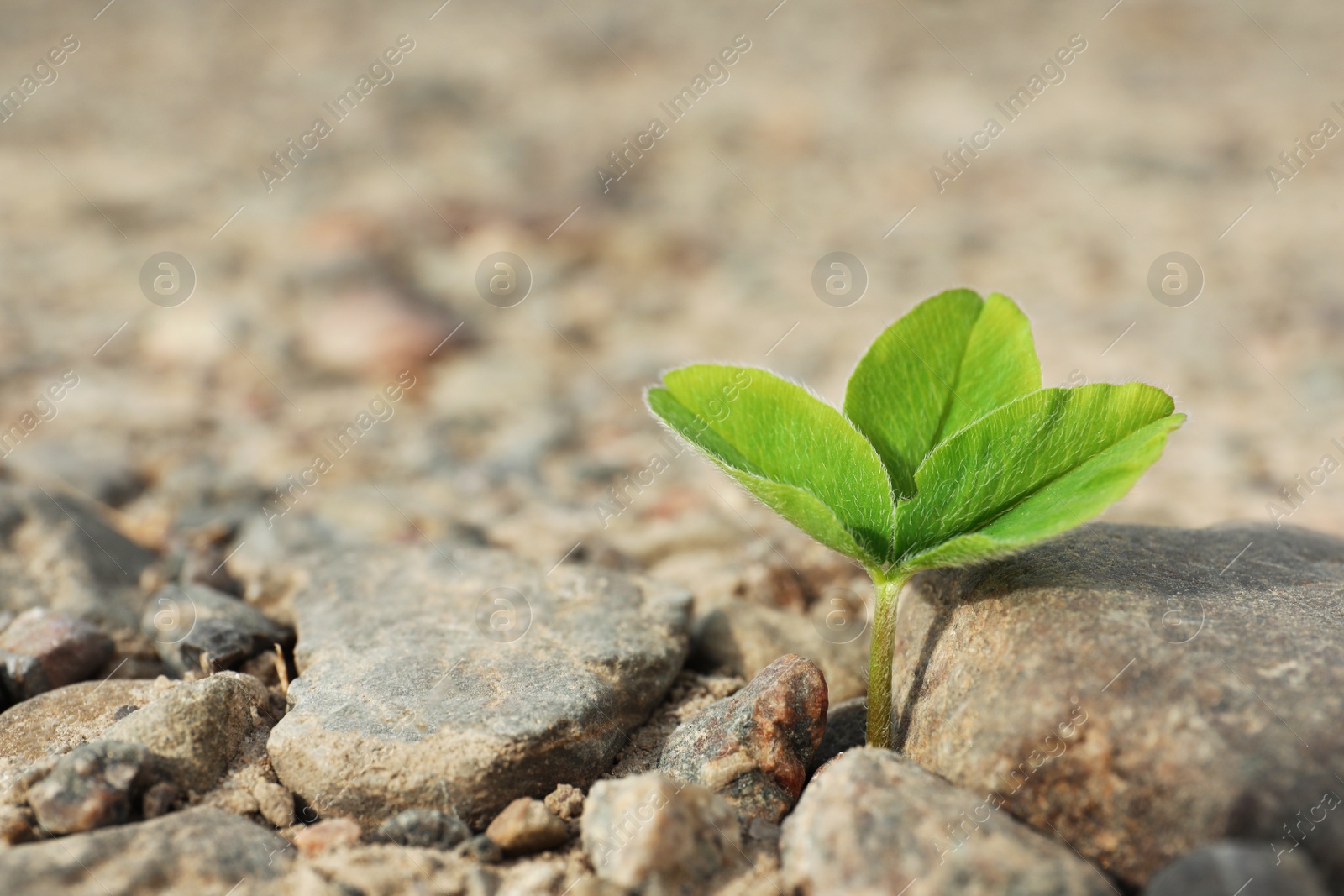 Photo of Green seedling growing in dry soil, space for text. Hope concept