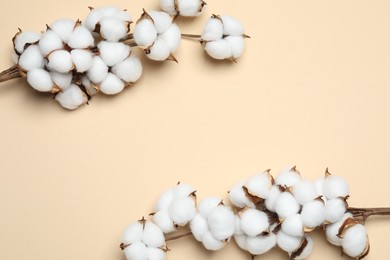 Beautiful cotton branches with fluffy flowers on beige background, flat lay. Space for text