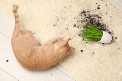 Photo of Cute ginger cat near overturned houseplant on carpet indoors, top view