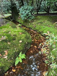 Photo of Water channel with fallen leaves, bright moss and other plants in park