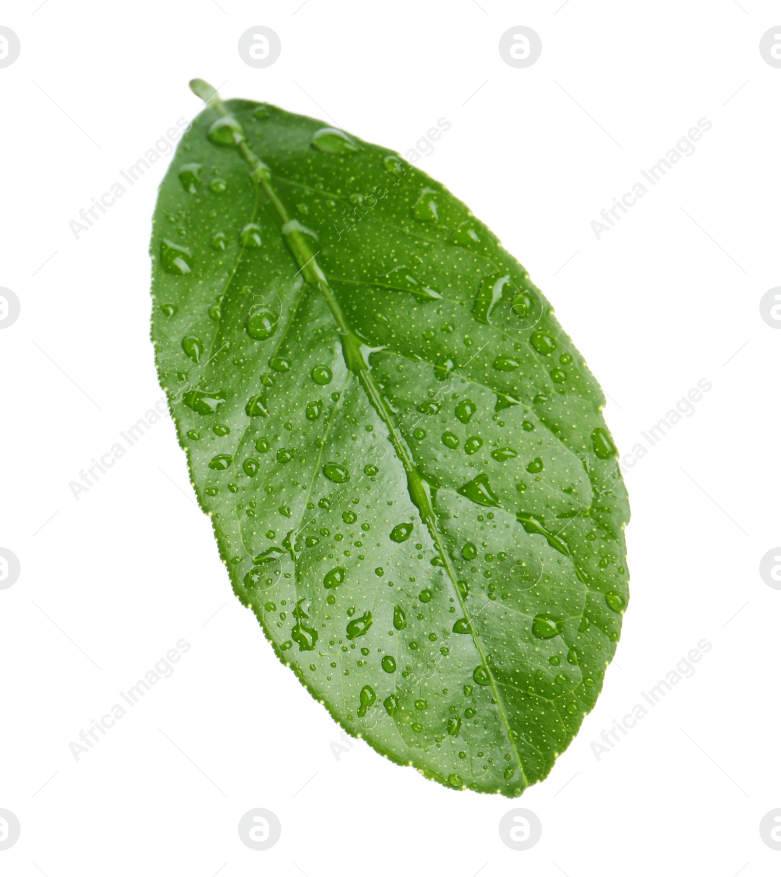 Photo of Fresh green citrus leaf with water drops on white background