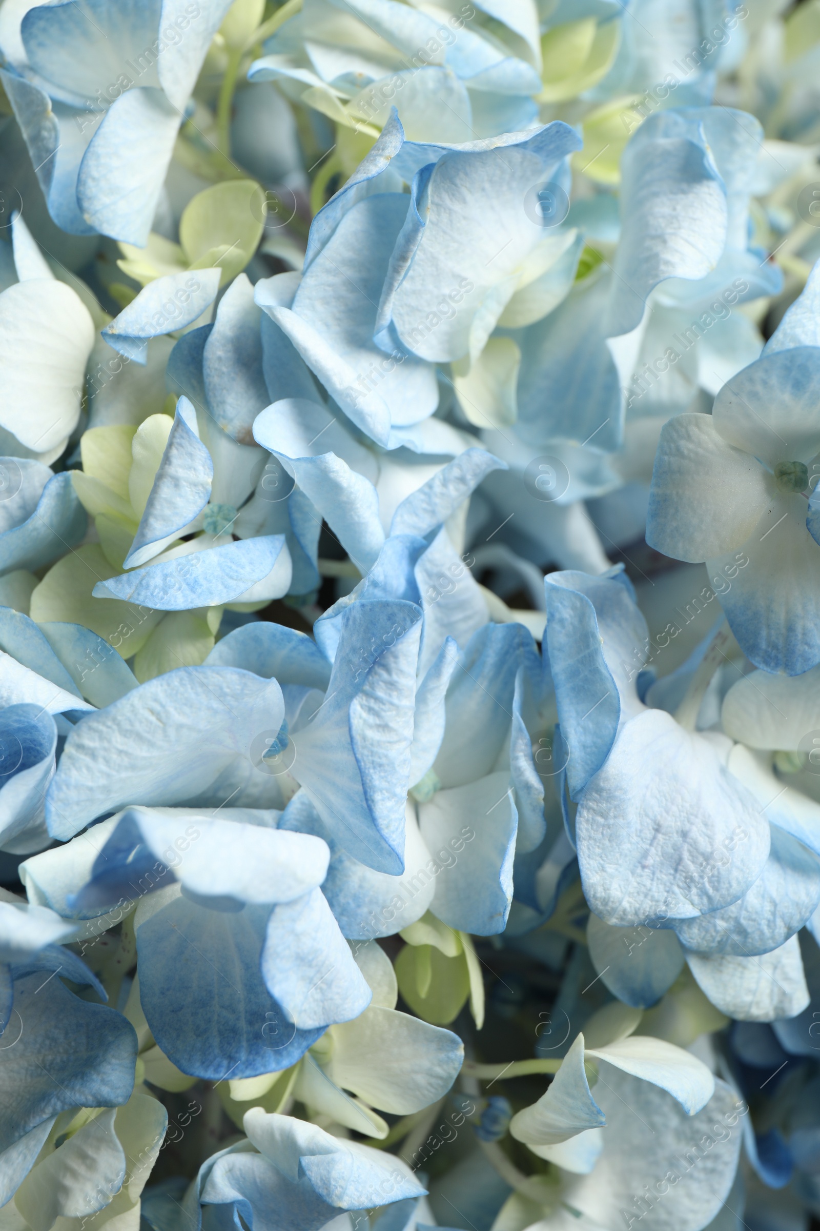 Photo of Beautiful fresh hydrangea flowers as background, closeup