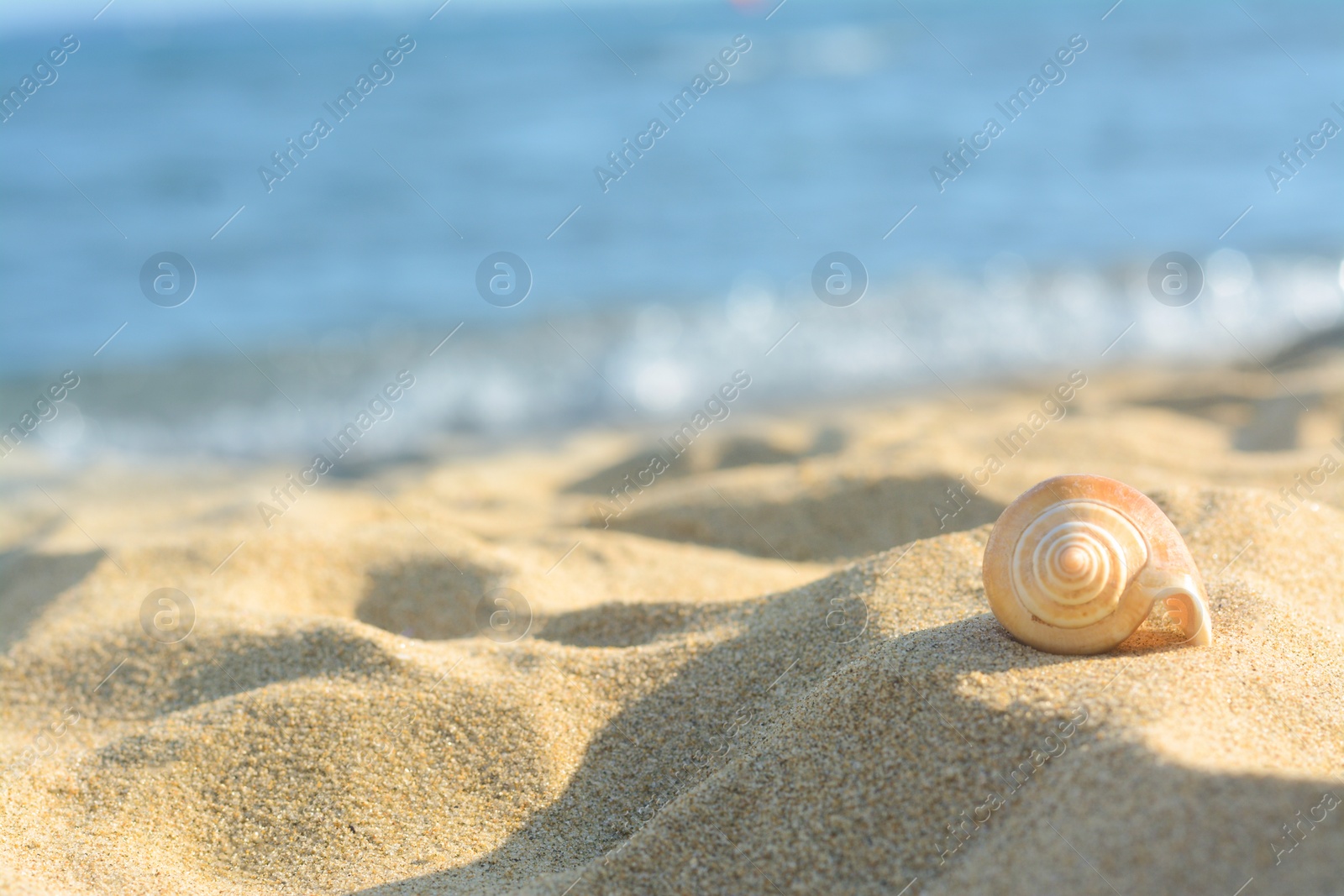 Photo of Beautiful seashell on sandy beach near sea, closeup. Space for text