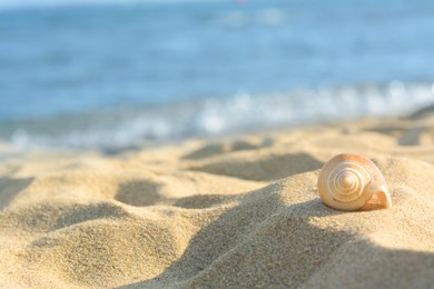 Beautiful seashell on sandy beach near sea, closeup. Space for text