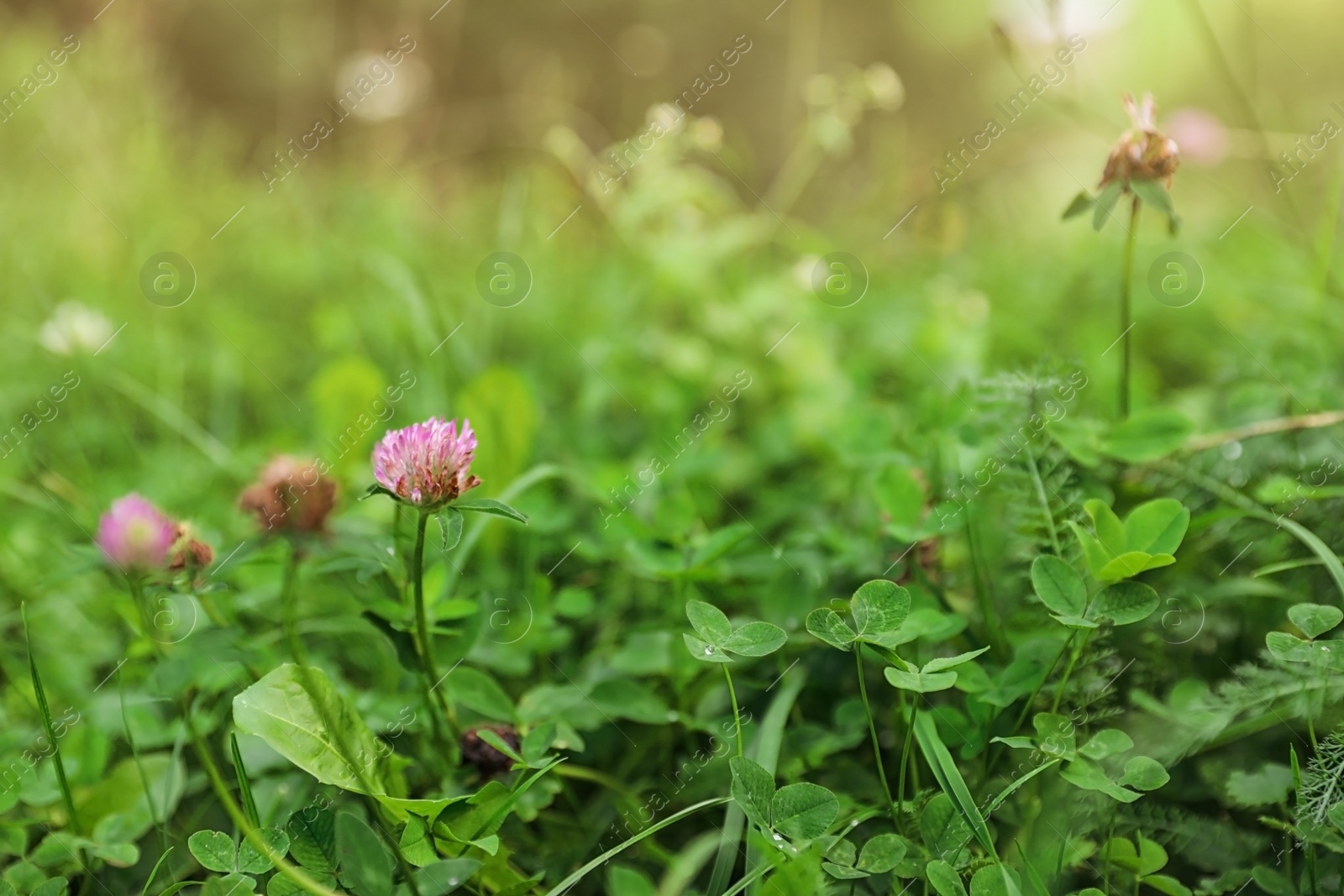 Photo of Meadow with green grass and blooming clover, closeup