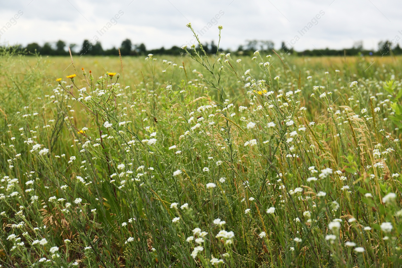 Photo of Many beautiful white wildflowers growing in field