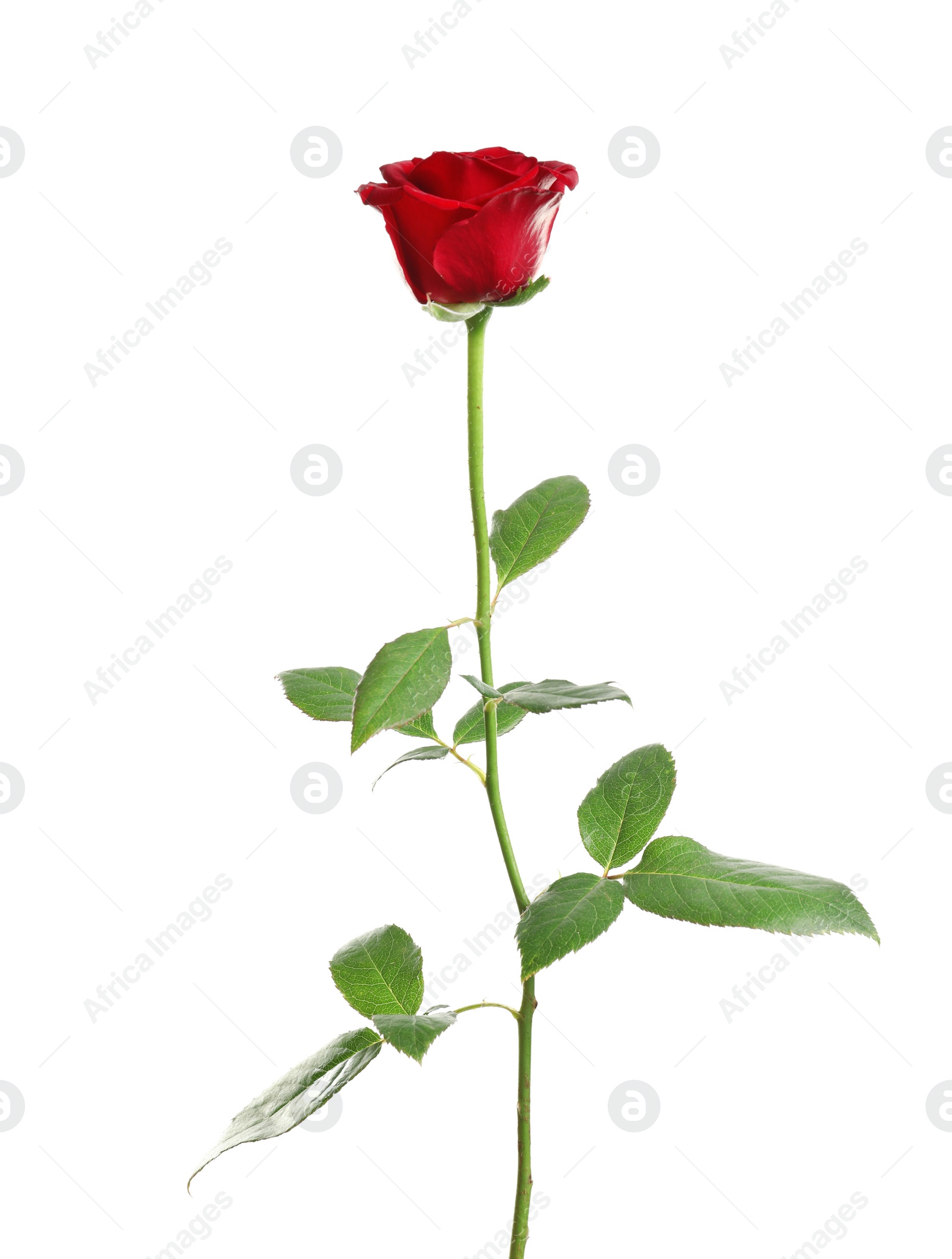 Photo of Red long stem rose on white background