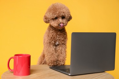 Cute Maltipoo dog at desk with laptop and red cup against orange background