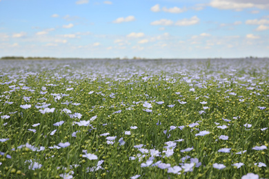 Photo of Beautiful view of blooming flax field on summer day