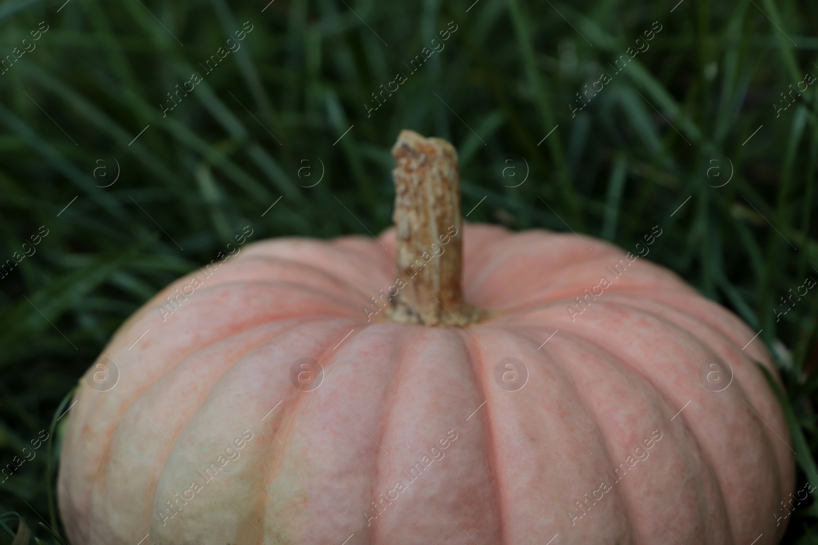 Photo of Whole ripe pumpkin among green grass outdoors, closeup