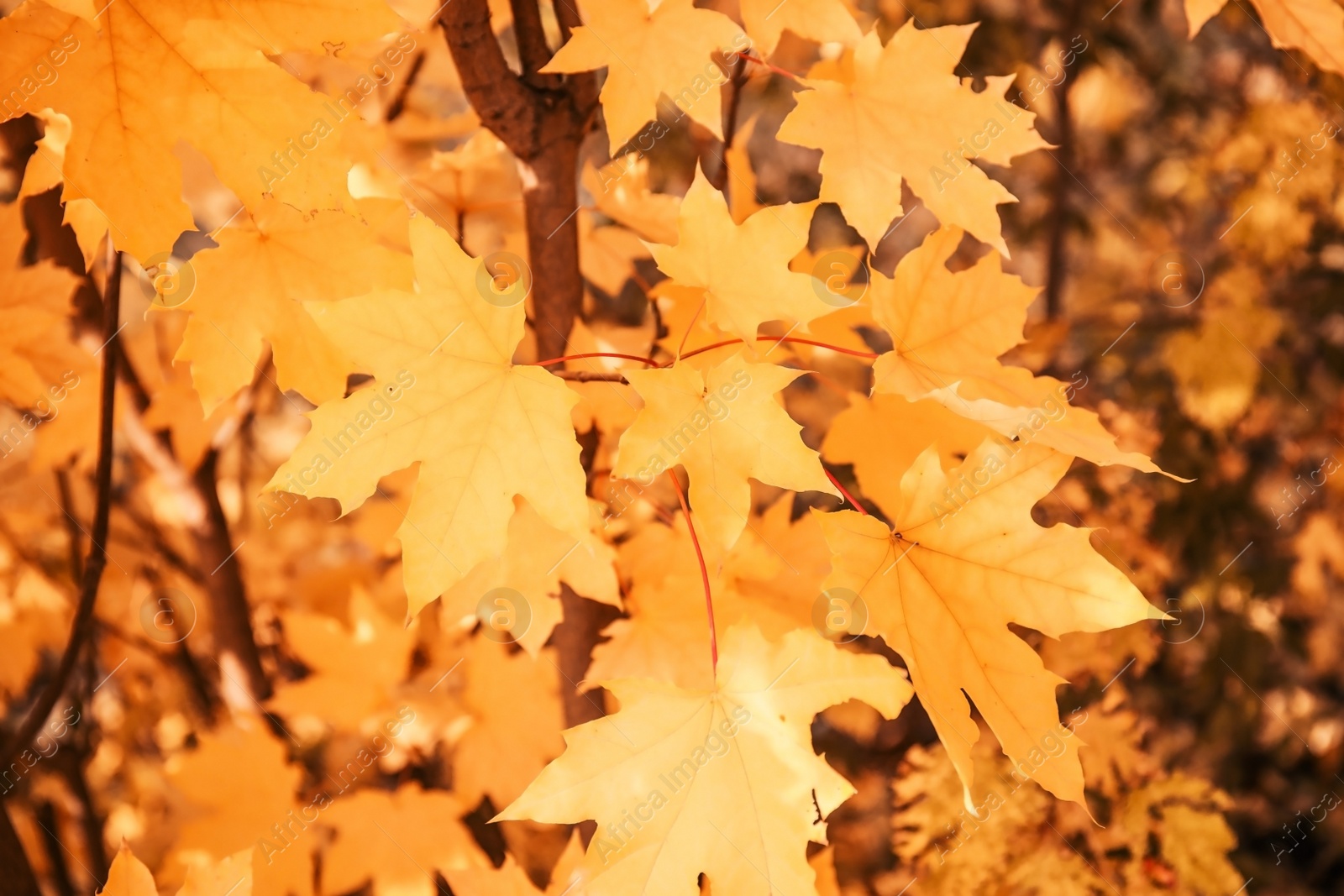 Photo of Bright leaves on blurred background, outdoors. Autumn day