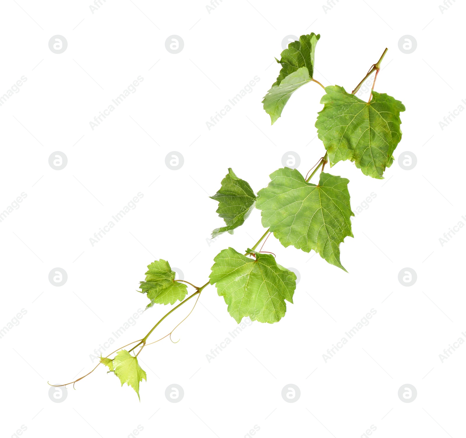 Photo of Fresh green grape leaves on white background