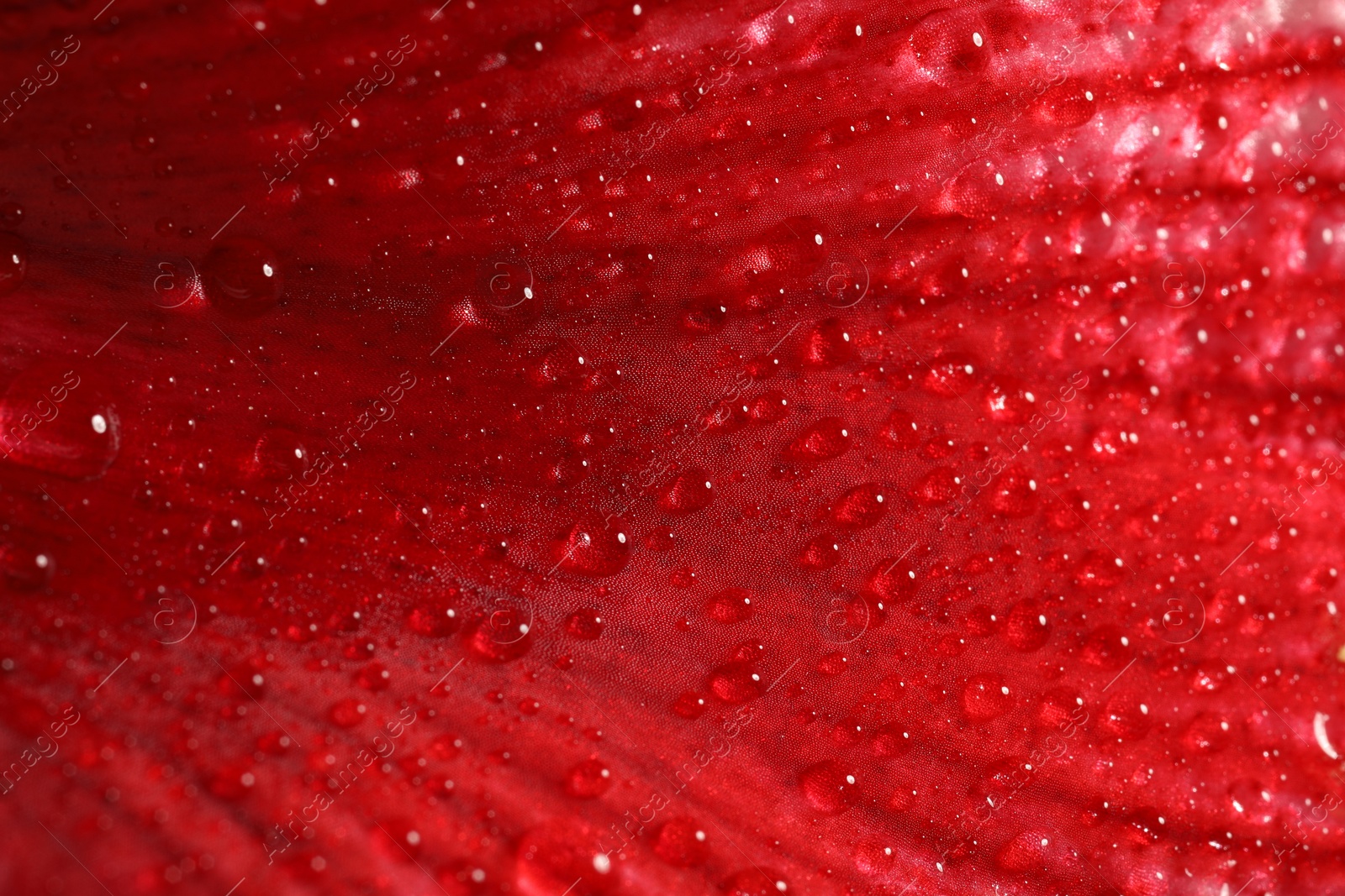 Photo of Beautiful red Amaryllis flower with water drops as background, macro view