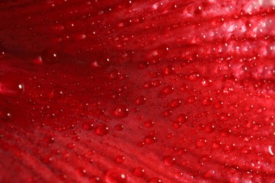 Beautiful red Amaryllis flower with water drops as background, macro view