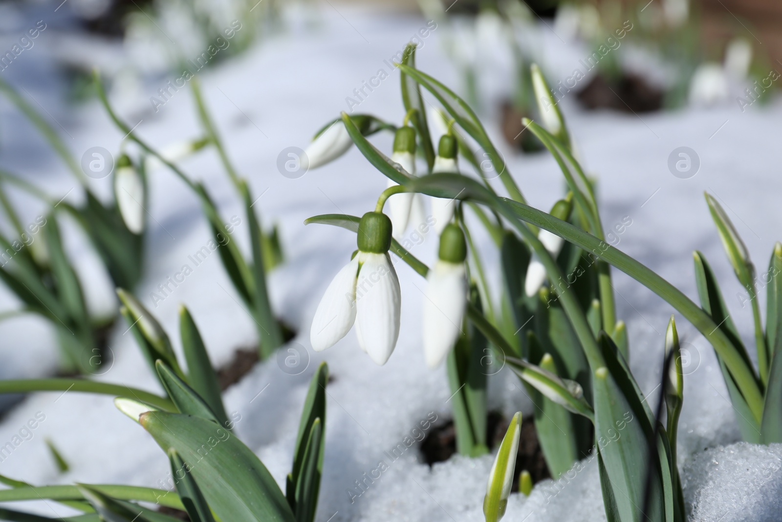 Photo of Beautiful blooming snowdrops growing in snow outdoors. Spring flowers