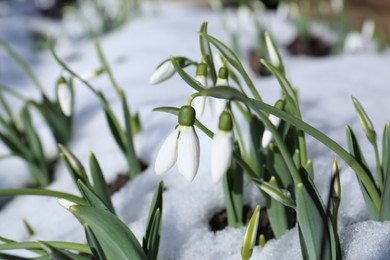 Beautiful blooming snowdrops growing in snow outdoors. Spring flowers