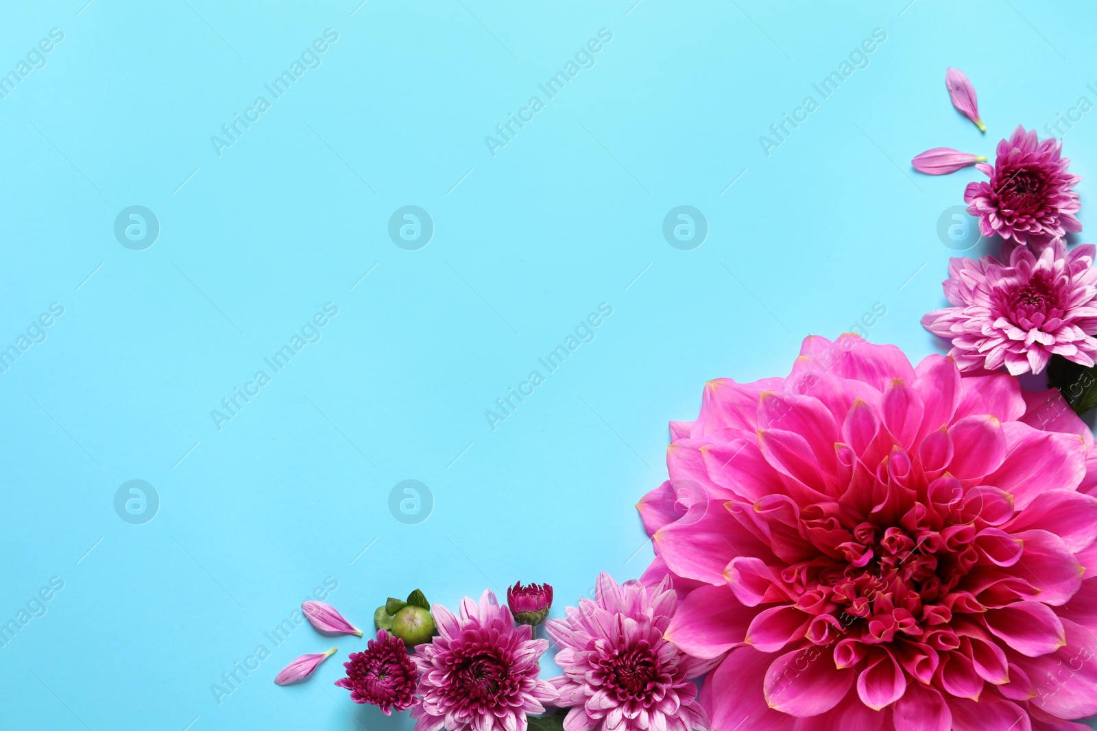 Photo of Flat lay composition with beautiful dahlia flowers and space for text on color background