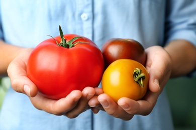 Photo of Woman holding different ripe tomatoes, closeup view