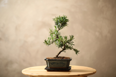 Photo of Japanese bonsai plant on wooden table. Creating zen atmosphere at home