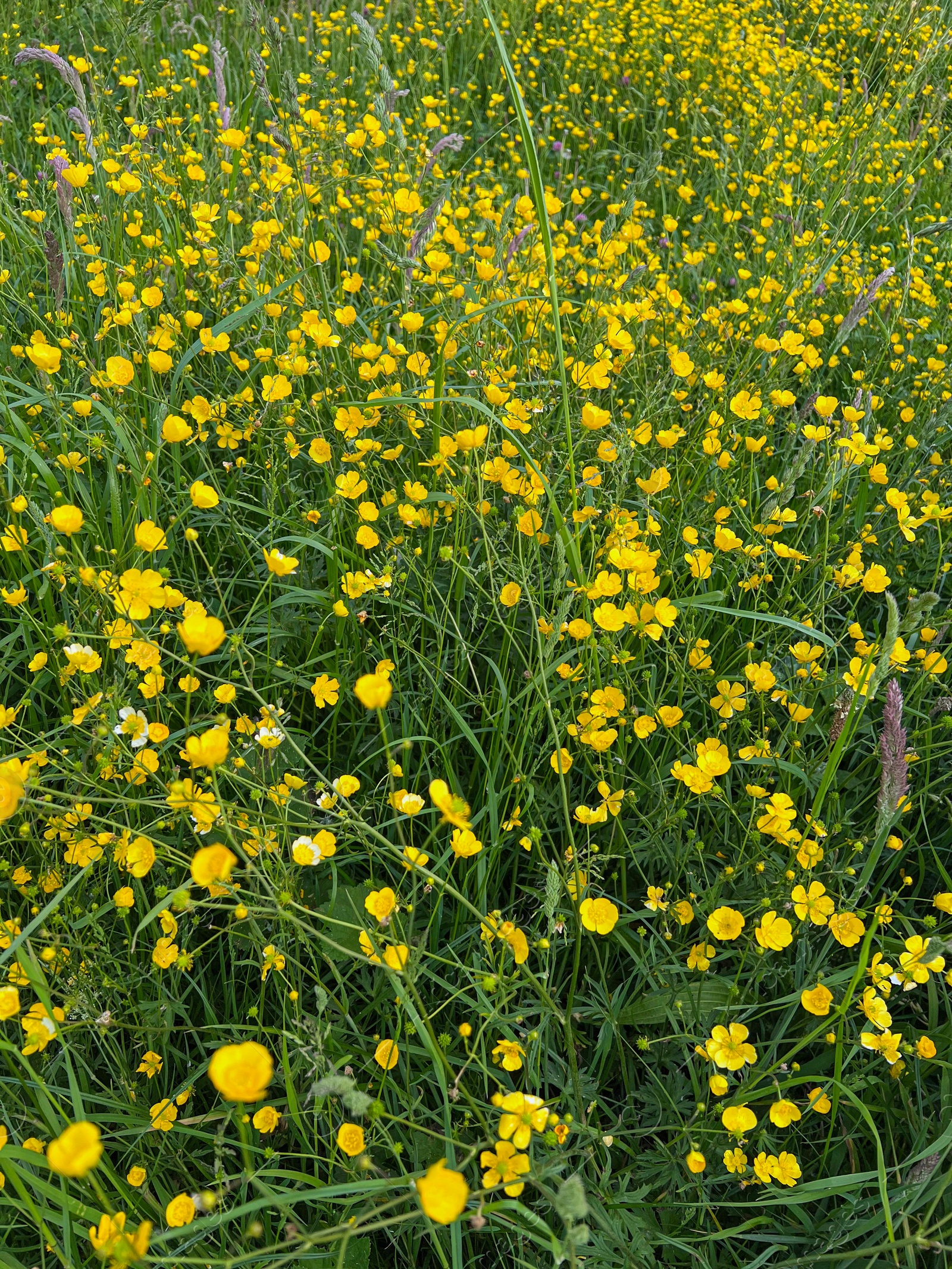 Photo of Many bright yellow buttercup flowers growing outdoors