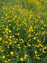 Photo of Many bright yellow buttercup flowers growing outdoors