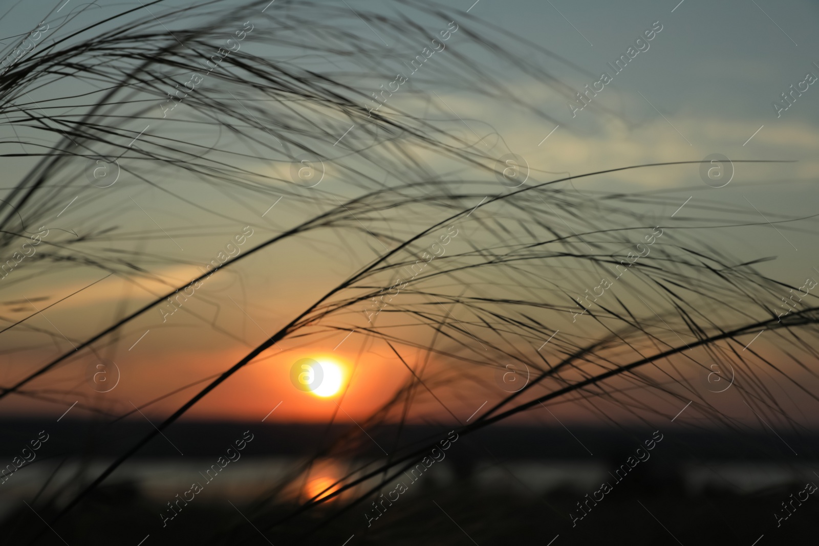 Photo of Beautiful view of plants outdoors at sunrise