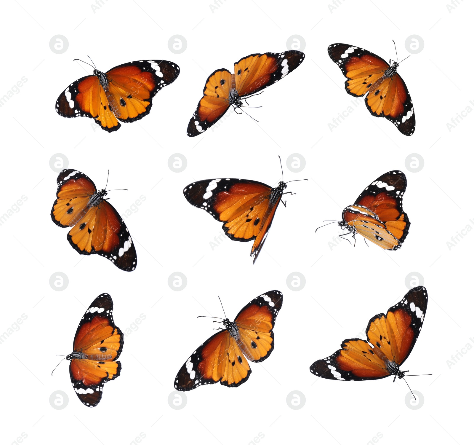 Image of Set of many flying painted lady butterflies on white background