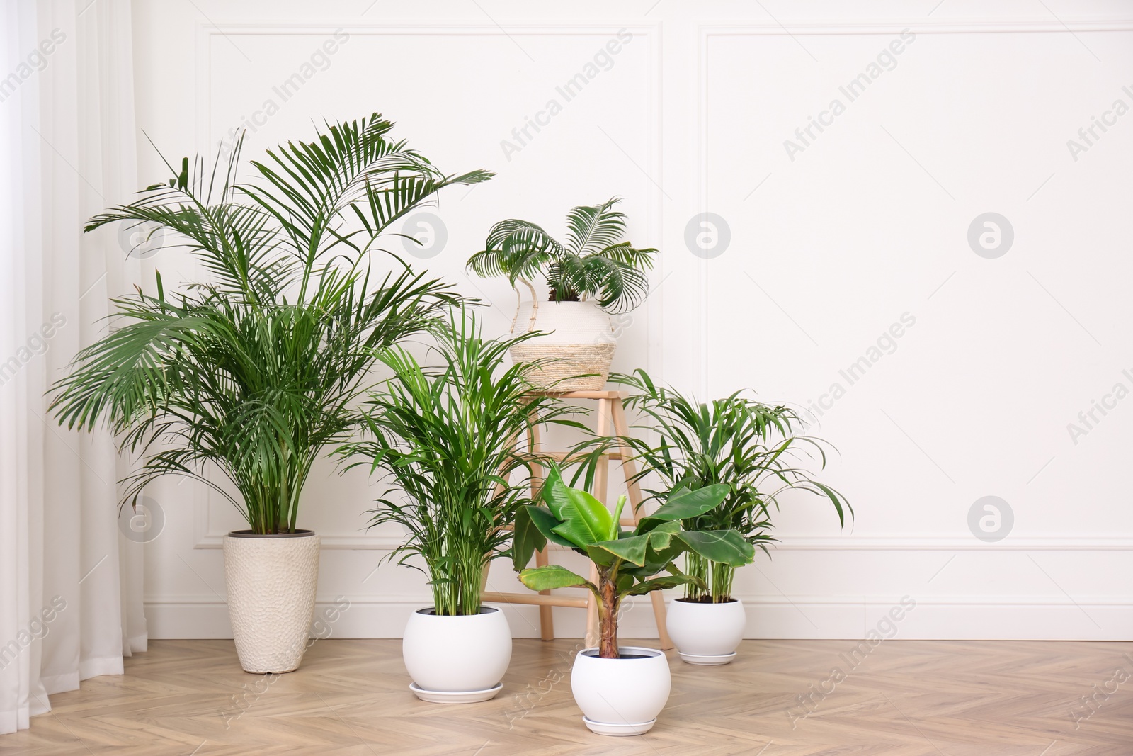 Photo of Different beautiful indoor plants in room, space for text. House decoration