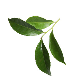 Green leaves of tea plant isolated on white