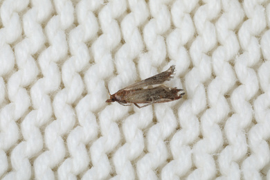 Photo of Common clothes moth (Tineola bisselliella) on white knitted fabric, closeup