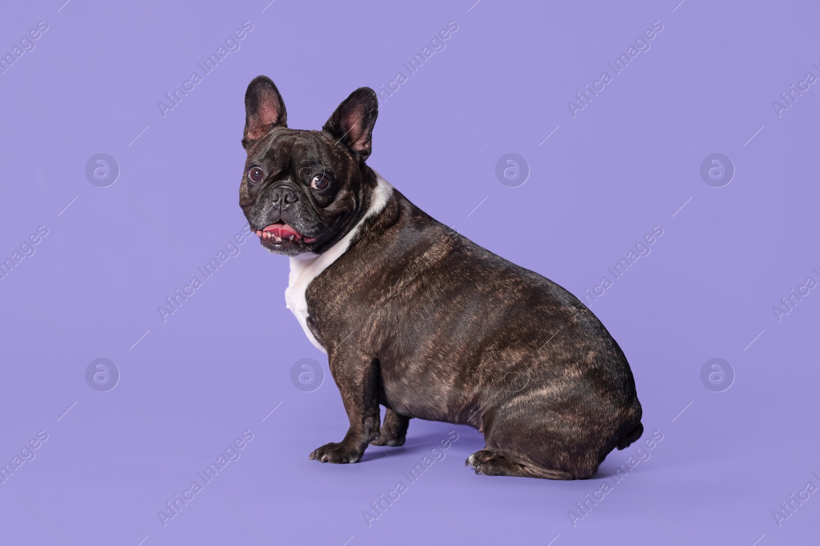 Photo of Adorable French Bulldog on purple background. Lovely pet