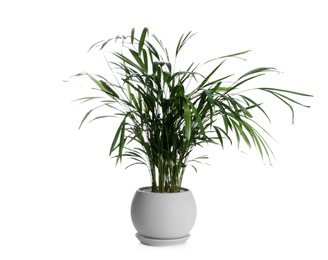 Photo of Beautiful exotic house plant isolated on white