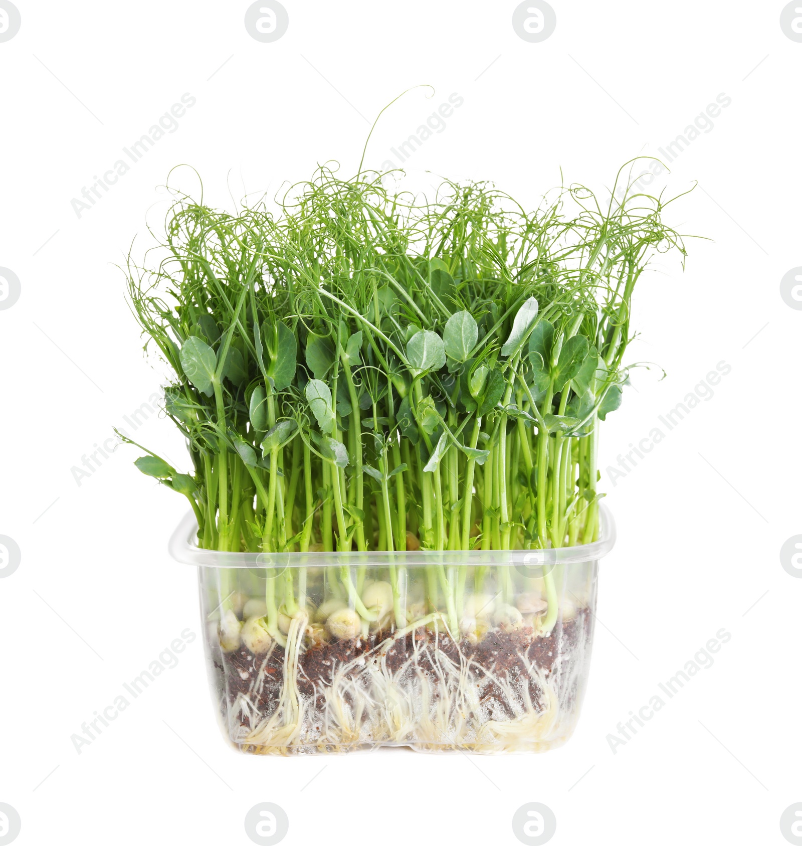 Photo of Fresh organic microgreen in plastic container on white background