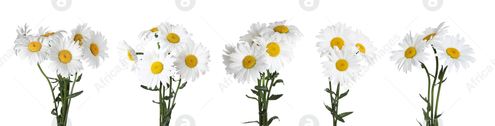 Image of Set of beautiful chamomile flowers on white background. Banner design