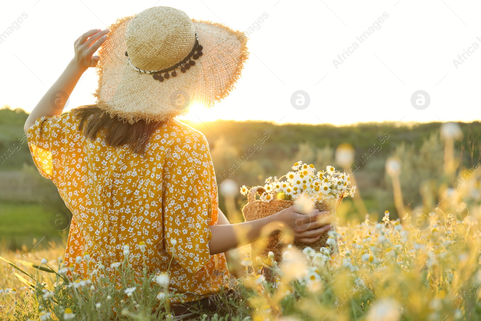 Photo of Woman with straw hat and handbag full of chamomiles resting in meadow