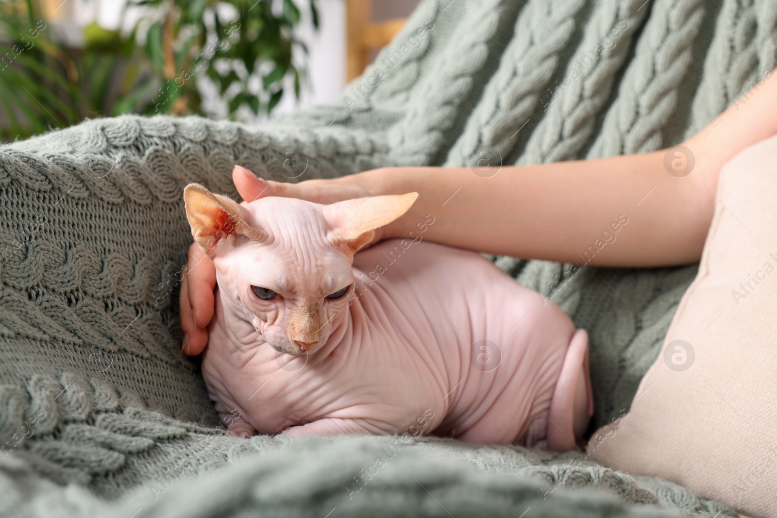 Photo of Woman stroking cute Sphynx cat at home, closeup. Lovely pet