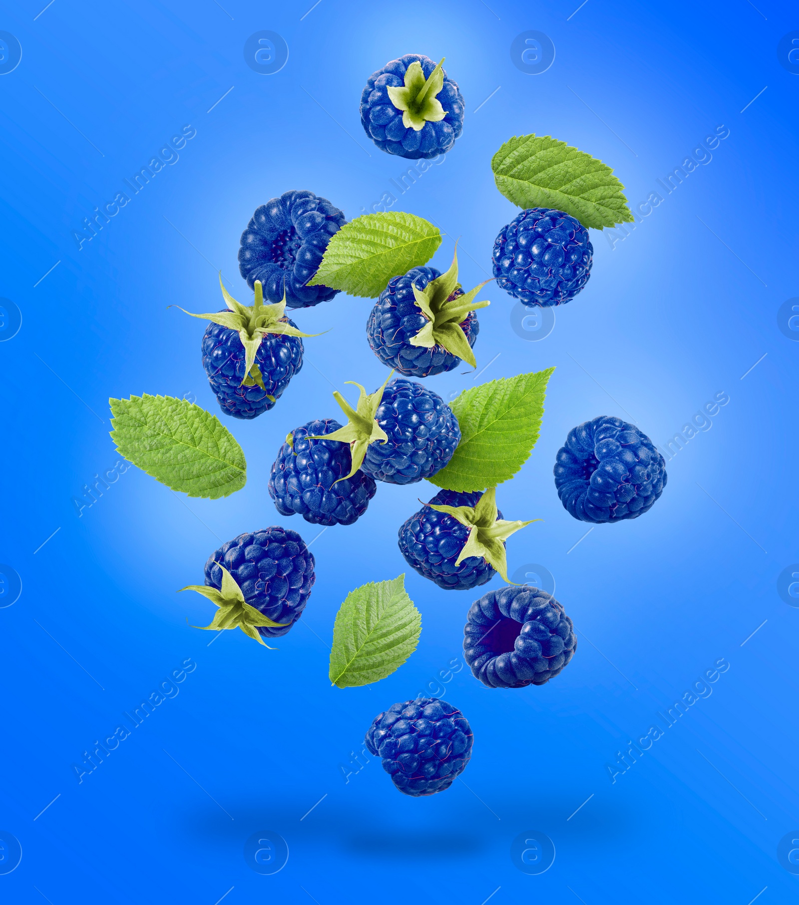 Image of Many fresh blue raspberries and green leaves falling on blue background