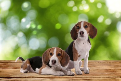 Image of Cute Beagle puppies on wooden surface outdoors, bokeh effect. Adorable pets