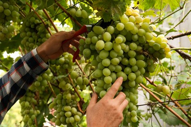 Photo of Farmer with secateurs picking ripe grapes in garden, closeup