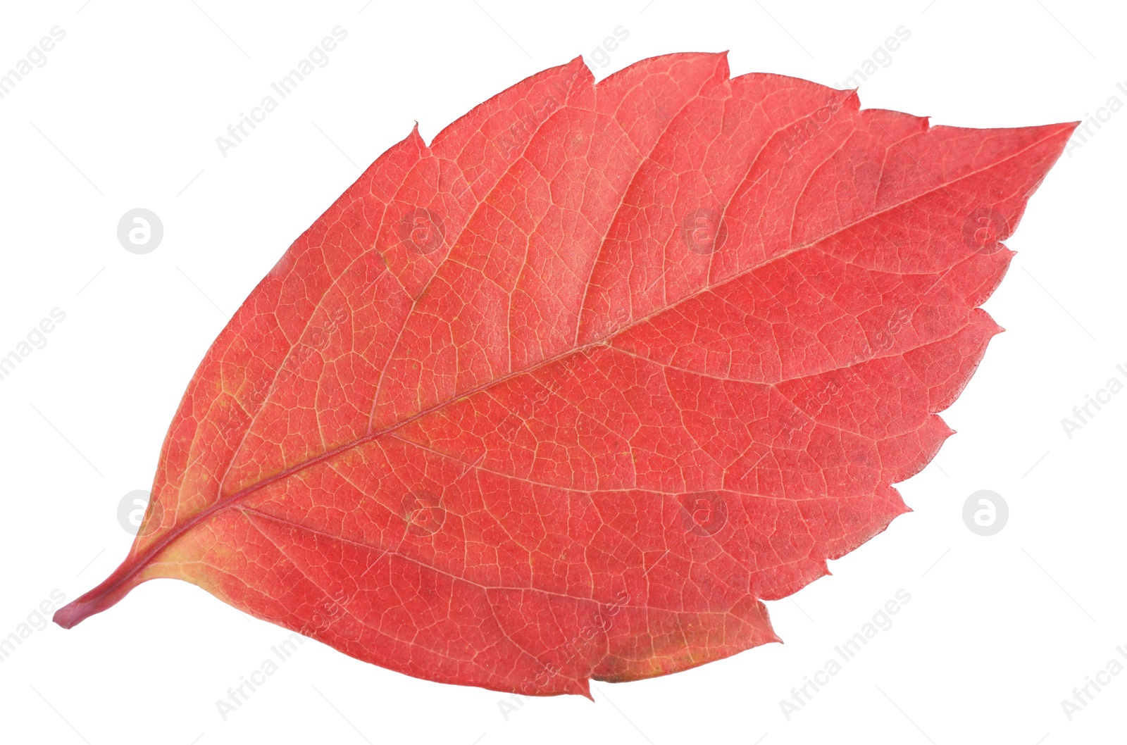 Photo of Autumn season. Bright leaf isolated on white