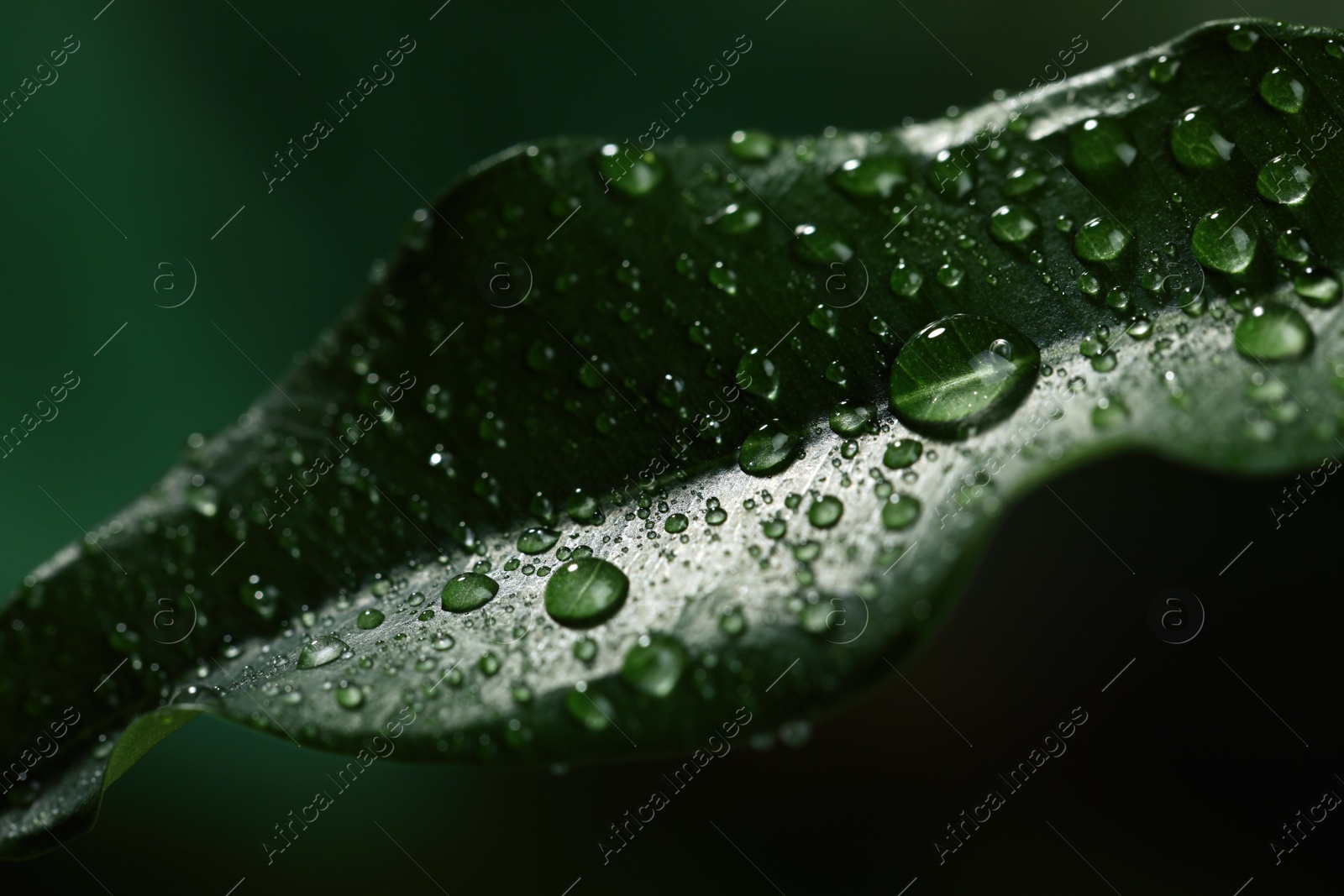 Photo of Closeup view of beautiful green leaf with dew drops