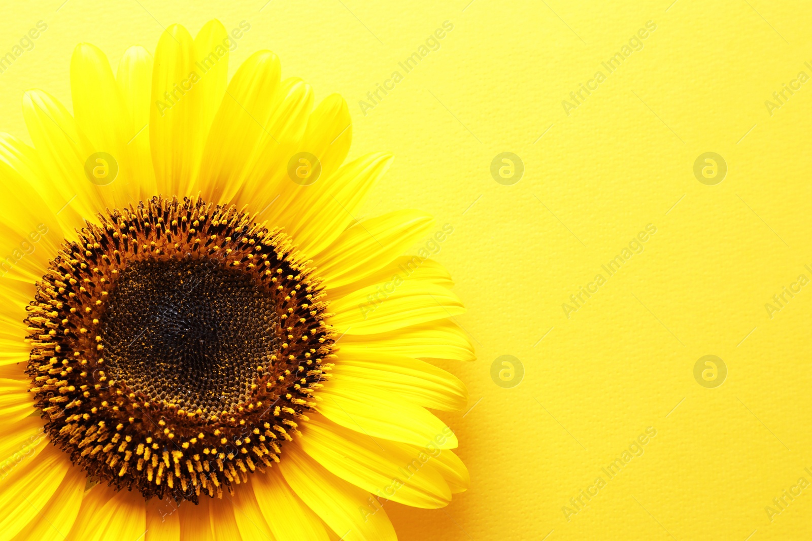 Photo of Beautiful bright sunflower on color background, top view