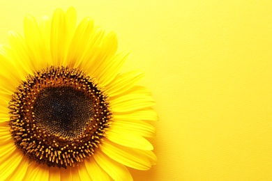 Photo of Beautiful bright sunflower on color background, top view