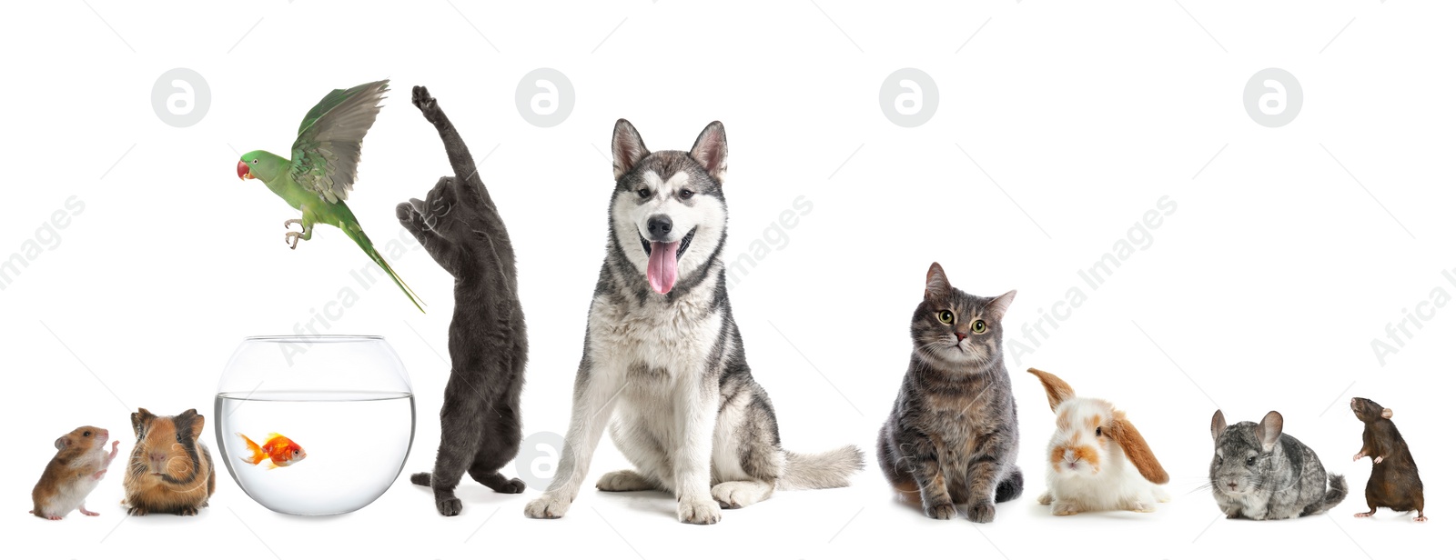 Image of Group of different domestic animals on white background, collage