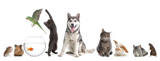 Image of Group of different domestic animals on white background, collage